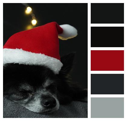 Christmas Small Dog Chihuahua Image
